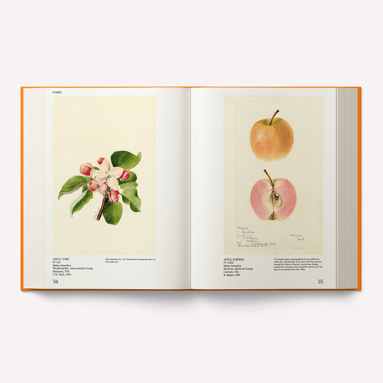 An Illustrated Catalog of American Fruits & Nuts