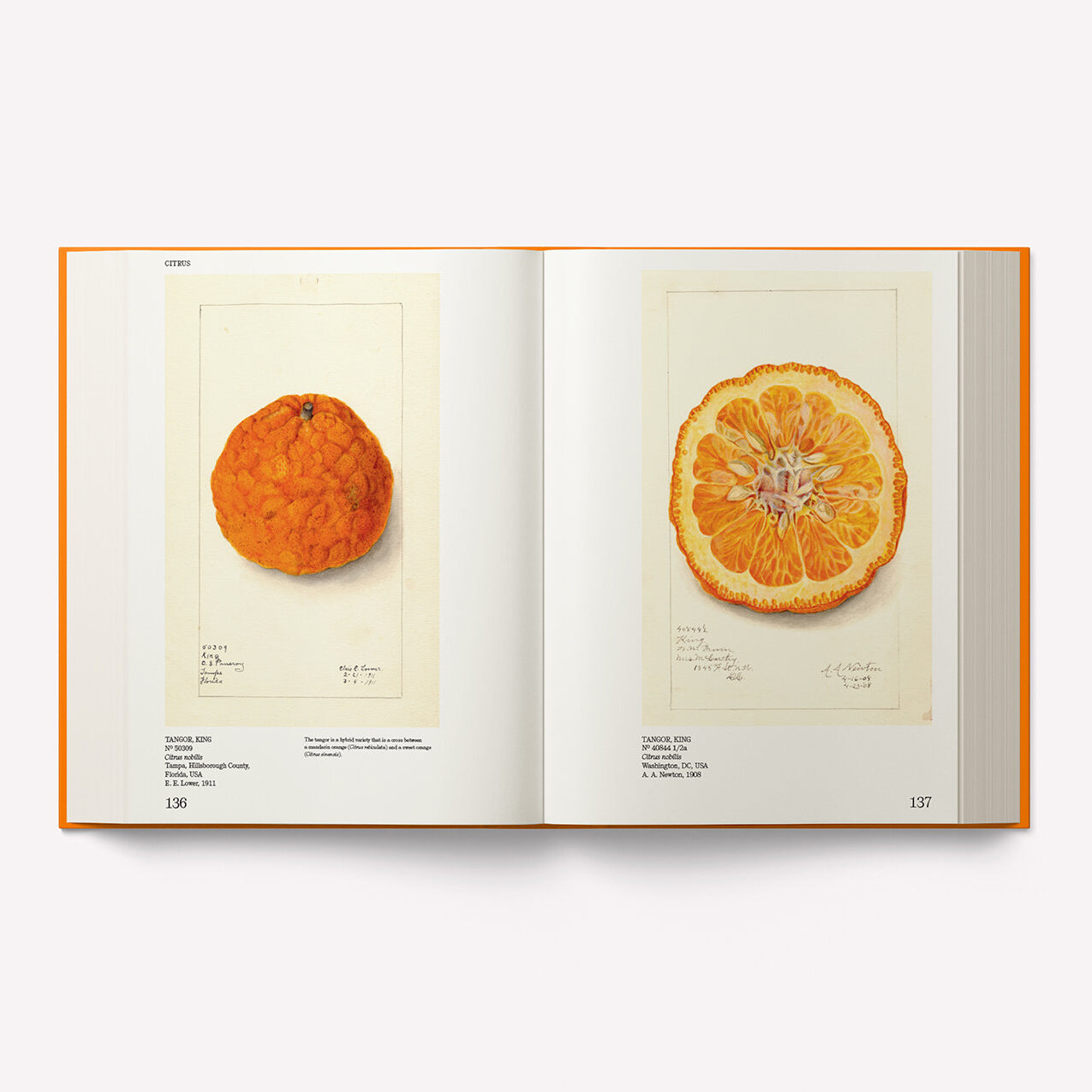 An Illustrated Catalog of American Fruits & Nuts