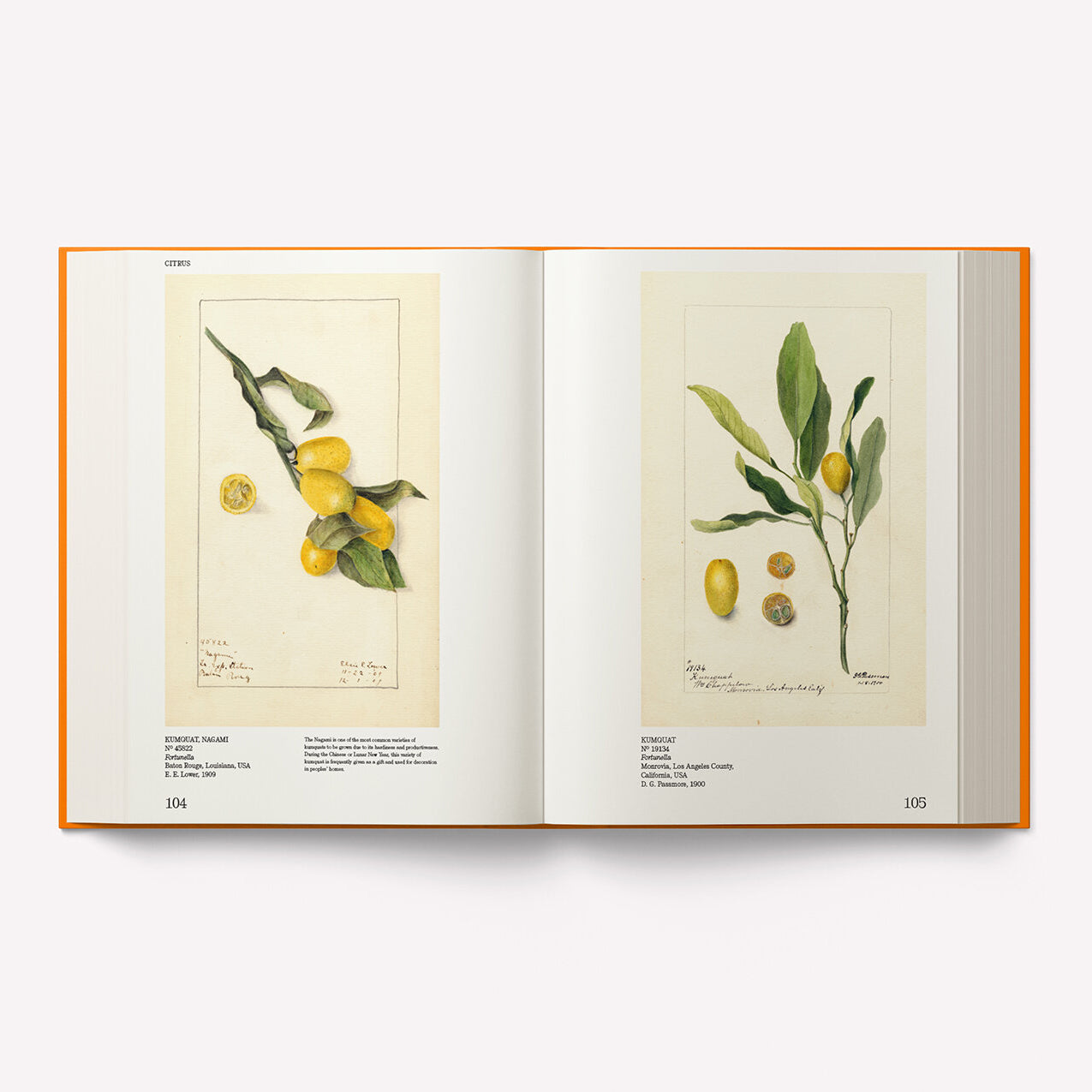 An Illustrated Catalog of American Fruits & Nuts