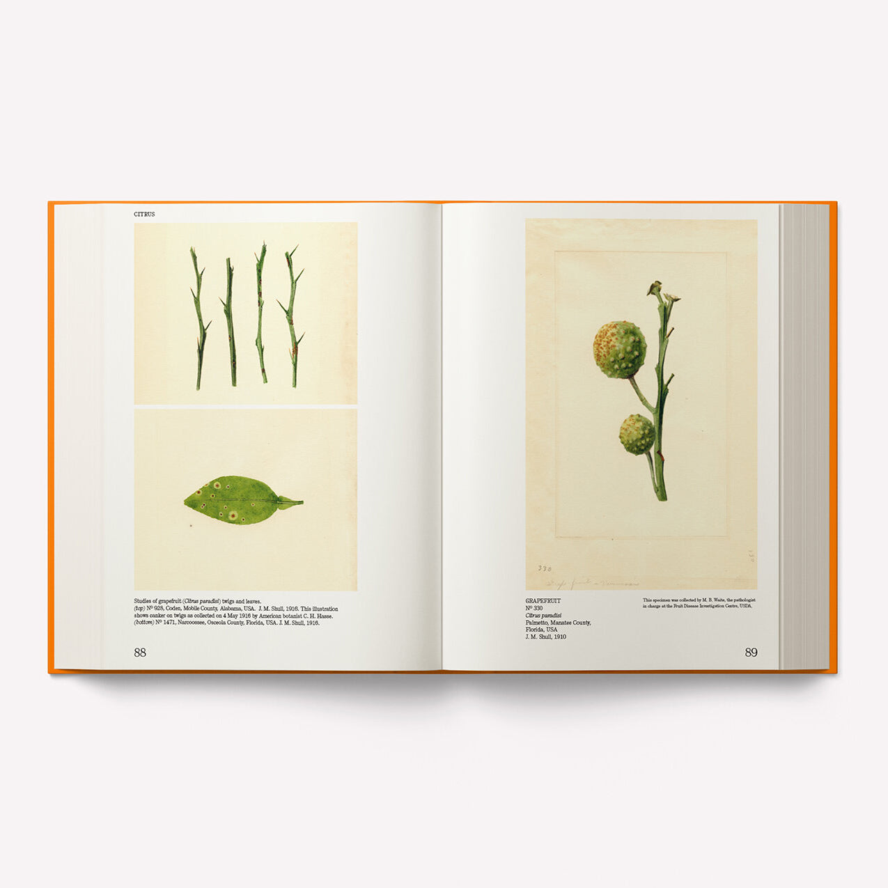 An Illustrated Catalog of American Fruits & Nuts