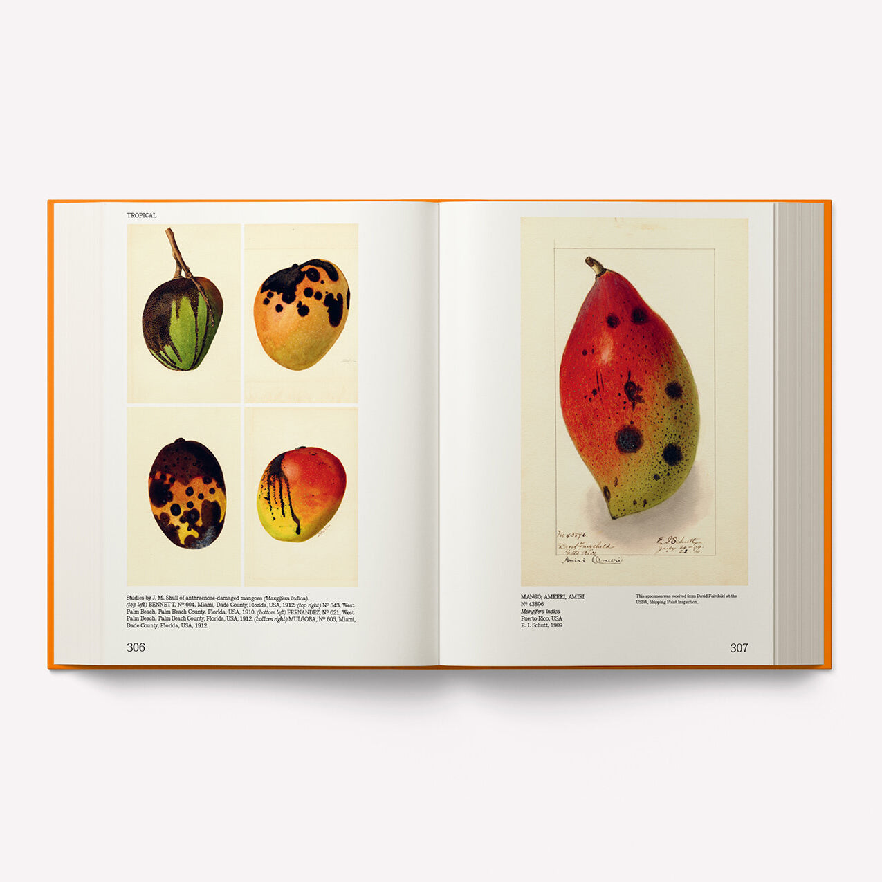 An Illustrated Catalog of American Fruits & Nuts