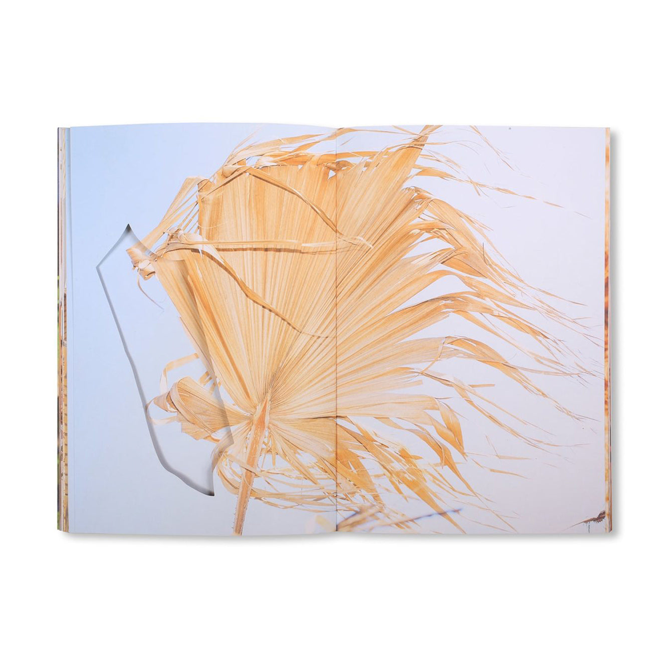Ricardo Cases - Estudio elemental del Levante