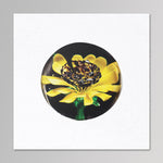 Sunflower Aquarium –  Untitled LP