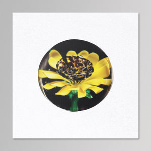 Sunflower Aquarium –  Untitled LP