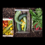 Do Grow - Start With 10 Simple Vegetables
